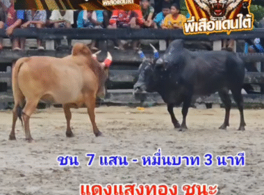 คลิปวัวชนย้อนหลัง ผลการชน แดงงามเดชอรัญ (แสงทอง) VS โหนดทวีทรัพย์ลูกทัพไทย