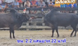 คลิปวัวชนย้อนหลัง ผลการชน ดุกด้างพยัคฆ์มีชัยหัวใจเหล็ก (บักหวน) VS ดุกด้างยอดนำชัยขวัญใจโล่ทองคำ (อ้ายตุด)