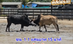 คลิปวัวชนย้อนหลัง ผกลารชน โหนดนำทรัพย์ยอดมีชัย (เจ้าเสือ) VS ลังสาดเพชรเหาะเหินอากาศ (ไตเติ้ล)