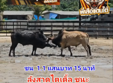 คลิปวัวชนย้อนหลัง ผกลารชน โหนดนำทรัพย์ยอดมีชัย (เจ้าเสือ) VS ลังสาดเพชรเหาะเหินอากาศ (ไตเติ้ล)