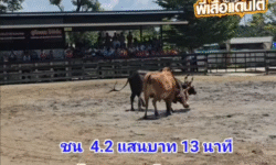 คลิปวัวชนย้อนหลัง ผลการชน แดงงามสตาร์บอย (ไอ้จ๊อด) VS ดุกด้างเพชรบัวงาม(สีผอม)