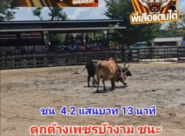 คลิปวัวชนย้อนหลัง ผลการชน แดงงามสตาร์บอย (ไอ้จ๊อด) VS ดุกด้างเพชรบัวงาม(สีผอม)