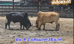 คลิปวัวชนย้อนหลัง ผลการชน โหนดงามนิลมังกร VS ลังสาดฉลองวันมีชัย (เพชรบูรณ์)