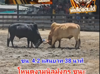 คลิปวัวชนย้อนหลัง ผลการชน โหนดงามนิลมังกร VS ลังสาดฉลองวันมีชัย (เพชรบูรณ์)