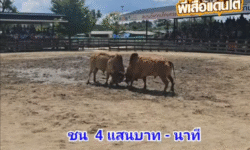 คลิปวัวชนย้อนหลัง ผลการชน ขาวผึ้งหลวง VS ขามกรมการปกครอง