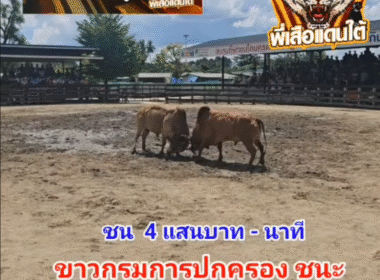 คลิปวัวชนย้อนหลัง ผลการชน ขาวผึ้งหลวง VS ขามกรมการปกครอง