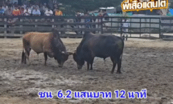 คลิปวัวชนย้อนหลัง ผลการชน ลังสาดฟ้าประทาน (ไอ้เฉียง) VS โหนดใจเด็ดเพชรพยัคฆ์ (อ้ายดื้อ)