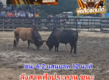 คลิปวัวชนย้อนหลัง ผลการชน ลังสาดฟ้าประทาน (ไอ้เฉียง) VS โหนดใจเด็ดเพชรพยัคฆ์ (อ้ายดื้อ)