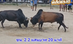 คลิปวัวชนย้อนหลัง ผลการชน โหนดงามเพชรเจ้าฟ้าดาราชัย (เพชรตาปี) VS โหนดลังสาดราชสีห์ (ดาวรุ่ง)