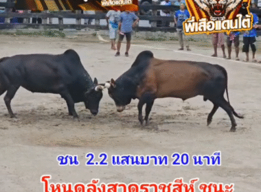 คลิปวัวชนย้อนหลัง ผลการชน โหนดงามเพชรเจ้าฟ้าดาราชัย (เพชรตาปี) VS โหนดลังสาดราชสีห์ (ดาวรุ่ง)
