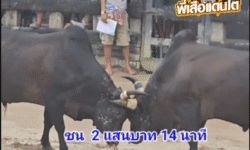 คลิปวัวชนย้อนหลัง ผลการชน โหนดไข่มุกดำอันดามัน VS ดุกด้างมรกตดำ