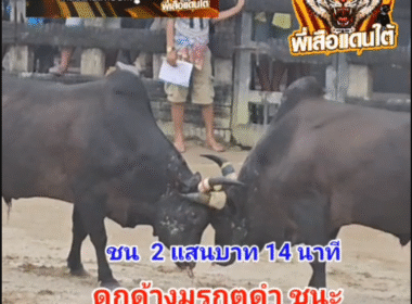 คลิปวัวชนย้อนหลัง ผลการชน โหนดไข่มุกดำอันดามัน VS ดุกด้างมรกตดำ