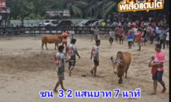 คลิปวัวชนย้อนหลัง ผลการชน แดงเทพพิทักษ์ชัย (ลูกแดง) VS แดงงามหงษ์แดง (ไอ้หงษ์)