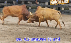 คลิปวัวชนย้อนหลัง ผลการชน แดงสายธารลูกบารมี (เสือโอ๊ต) VS ขาวทรัพย์บารมี (ไอ้หล่อ)