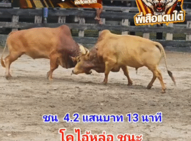 คลิปวัวชนย้อนหลัง ผลการชน แดงสายธารลูกบารมี (เสือโอ๊ต) VS ขาวทรัพย์บารมี (ไอ้หล่อ)
