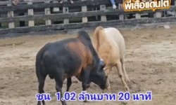 คลิปวัวชนย้อนหลัง ผลการชน ขาวงามลูกเภสัช (ขาวหมอยา) VS โหนดเกียรตินำโชค (โตเกียว)