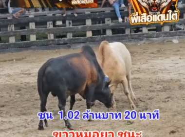 คลิปวัวชนย้อนหลัง ผลการชน ขาวงามลูกเภสัช (ขาวหมอยา) VS โหนดเกียรตินำโชค (โตเกียว)