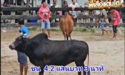 คลิปวัวชนย้อนหลัง ผลการชน ดุกด้างเพชรเกษม VS แดงกระทิงโทนจุดเทียนชัย (ปีศาจแดง)