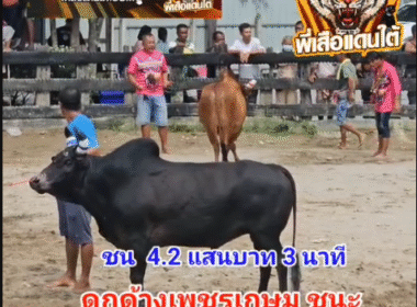 คลิปวัวชนย้อนหลัง ผลการชน ดุกด้างเพชรเกษม VS แดงกระทิงโทนจุดเทียนชัย (ปีศาจแดง)