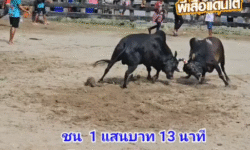 คลิปวัวชนย้อนหลัง ผลการชน โหนดหลังขาวงามวันธงไชย (อ้ายยอดรัก)  VS นิลแซมตะวันดำ (ไอ้บองหลา)