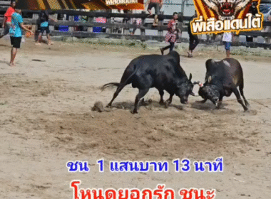 คลิปวัวชนย้อนหลัง ผลการชน โหนดหลังขาวงามวันธงไชย (อ้ายยอดรัก)  VS นิลแซมตะวันดำ (ไอ้บองหลา)