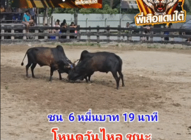 คลิปวัวชนย้อนหลัง ผลการชน โหนดงามธรรมณีทรัพย์เจริญ (วันไหล) VS โหนดใจเด็ดเพชรเสาธง (ไอ้ควายเสาธง)