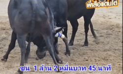 คลิปวัวชนย้อนหลัง ผลการชน โหนดใจเด็ดจอมสังหาร (ตองคิงส์) VS ดุกด้างสาลูกู้