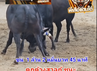 คลิปวัวชนย้อนหลัง ผลการชน โหนดใจเด็ดจอมสังหาร (ตองคิงส์) VS ดุกด้างสาลูกู้
