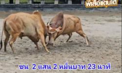 คลิปวัวชนย้อนหลัง ผลการชน ลังสาดขาวเทพพิทักษ์พยัคฆ์นำชัย (ไอ้วัว) VS ขาวงามเพชรบุญชู (พี่เสือ68)