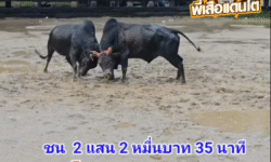 คลิปวัวชนย้อนหลัง ผลการชน โหนดรามศูรชิงชัย (ไอ้ยักษ์) VS โหนดนำโชค (หนมจีน)