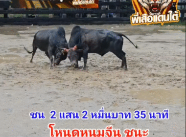 คลิปวัวชนย้อนหลัง ผลการชน โหนดรามศูรชิงชัย (ไอ้ยักษ์) VS โหนดนำโชค (หนมจีน)