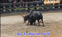 คลิปวัวชนย้อนหลัง ผลการชน โหนดท้องลายพูนทรัพย์ยอดวิชา (นนทิพย์) VS ดุกด้างแซมเพชรพญาไฟ (ไอ้แสน)