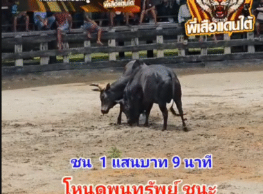 คลิปวัวชนย้อนหลัง ผลการชน โหนดท้องลายพูนทรัพย์ยอดวิชา (นนทิพย์) VS ดุกด้างแซมเพชรพญาไฟ (ไอ้แสน)