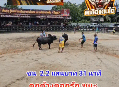 คลิปวัวชนย้อนหลัง ผลการชน ดุกด้างชายแดน (ไอ้ชายแดน) VS ดุกด้างทองท้องลายวันธงชัย (ดอกรัก)
