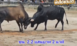 คลิปวัวชนย้อนหลัง ผลการชน โหนดพูนทรัพย์ (เอสเทค) VS โหนดท้องลายเพิ่มพูนทรัพย์