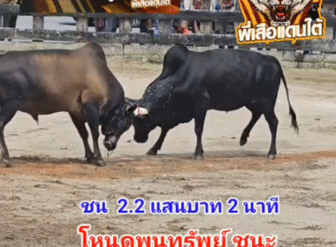 คลิปวัวชนย้อนหลัง ผลการชน โหนดพูนทรัพย์ (เอสเทค) VS โหนดท้องลายเพิ่มพูนทรัพย์