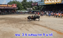 คลิปวัวชนย้อนหลัง ผลการชน นิลงามเพชรจักรชัย (ไอ้วงล้อ) VS โหนดสี่จักรพรรดิ์เล็กจอมราชันย์ (หัวแดง)