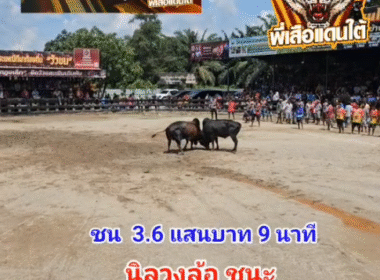 คลิปวัวชนย้อนหลัง ผลการชน นิลงามเพชรจักรชัย (ไอ้วงล้อ) VS โหนดสี่จักรพรรดิ์เล็กจอมราชันย์ (หัวแดง)