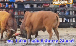 คลิปวัวชนย้อนหลัง ผลการชน ดุกด้างท้องลายจุดจอมขวัญ VS โหนดอินทรีย์เหล็กยอดนักสู้ (เขาเหล็ก)
