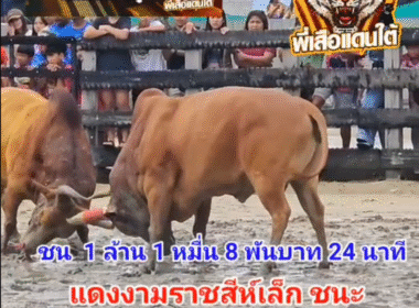 คลิปวัวชนย้อนหลัง ผลการชน ขาวงามองค์รักษ์พิทักษ์นำชัย (คลาสสิค) VS แดงงามราชสีห์เล็ก (เก้าเจ้า)