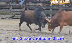 คลิปวัวชนย้อนหลัง ผลการชน ลังสาดเชิญชูยอดนำทรัพย์เพชรพรชัย VS โหนดเพชรมาเฟียร์