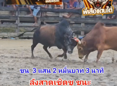 คลิปวัวชนย้อนหลัง ผลการชน ลังสาดเชิญชูยอดนำทรัพย์เพชรพรชัย VS โหนดเพชรมาเฟียร์