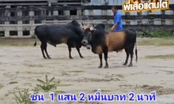 คลิปวัวชนย้อนหลัง ผลการชน โหนดมีบุญลูกบุญมี (บุญรอด)  VS โหนดแซมลูกพยัคฆ์สองเซียน