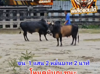 คลิปวัวชนย้อนหลัง ผลการชน โหนดมีบุญลูกบุญมี (บุญรอด)  VS โหนดแซมลูกพยัคฆ์สองเซียน