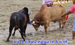 คลิปวัวชนย้อนหลัง ผลการชน ขาวนำทรัพย์ (ภาค 10)  VS โหนดยักยอกทรัพย์ (ควายเมืองนนท์)