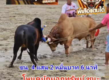 คลิปวัวชนย้อนหลัง ผลการชน ขาวนำทรัพย์ (ภาค 10)  VS โหนดยักยอกทรัพย์ (ควายเมืองนนท์)