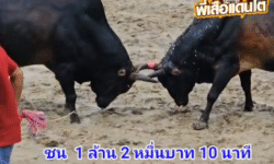 คลิปวัวชนย้อนหลัง ผลการชน โหนดงามีเด็เพชรพ่อตา (กิ่งกา) VS โหนดดูดาวพิฆาต