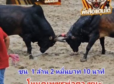 คลิปวัวชนย้อนหลัง ผลการชน โหนดงามีเด็เพชรพ่อตา (กิ่งกา) VS โหนดดูดาวพิฆาต