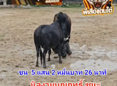 คลิปวัวชนย้อนหลัง ผลการชน นิลงามบุญฤทธิ์พิชิตชัย (ซาไก)  VS โหนดยอดทักษิณ (ยีราฟ)