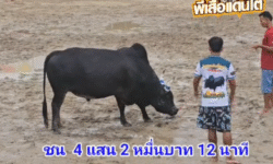 คลิปวัวชนย้อนหลัง ผลการชน ลังสาดชนะศึก (รถบดท่าศาลา)  VS  โหนดสิงห์โตดำ (อ้ายตุ้ง)